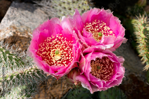 Cactus (Opuntia phaecantha) with three pink blossoms photo