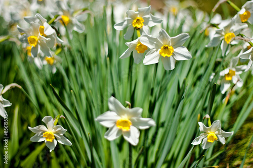 Many narcissuses