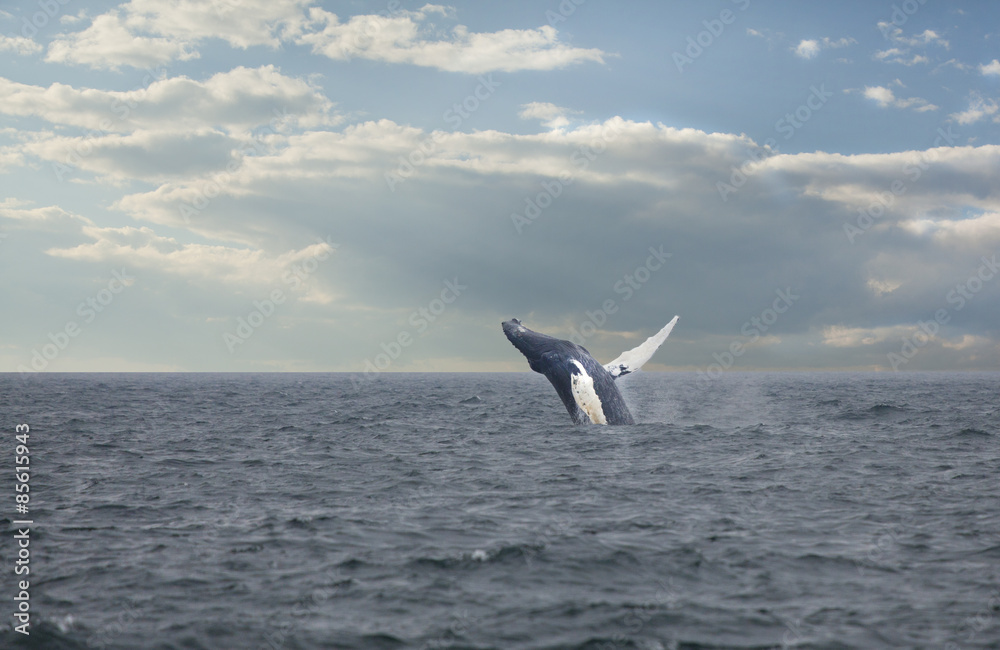 Fototapeta premium humpback whale breaching