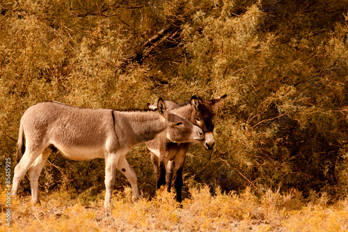 Wild Mules, Death Valley photo