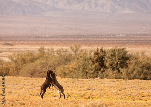 Wild Mules  Death Valley