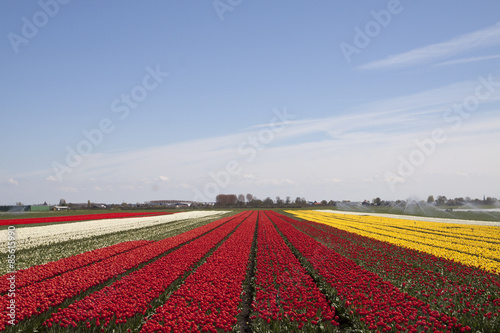 This is a typical dutch landscape in spring with fields of tulips in a row. 