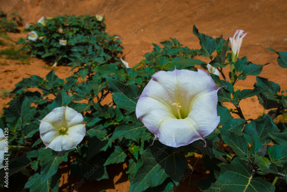 Fotografie Wild Sacred Datura Wrightii close-up Utah Landscape