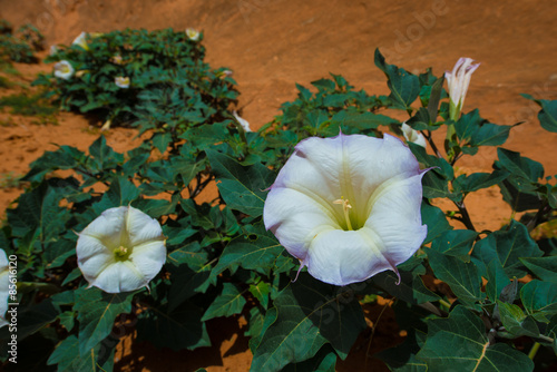 Wild Sacred Datura Wrightii close-up Utah Landscape photo