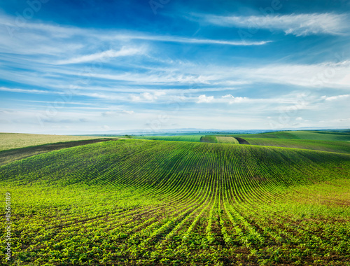 Rolling fields of Moravia