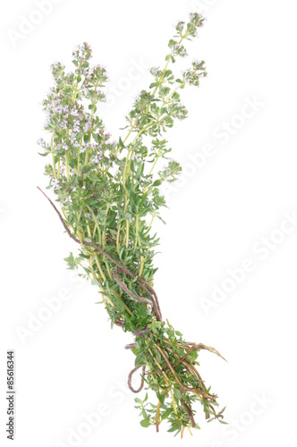 Twigs of herb thyme isolated on white background