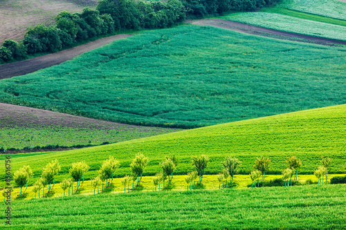 Apple trees in rolling fields of Moravia