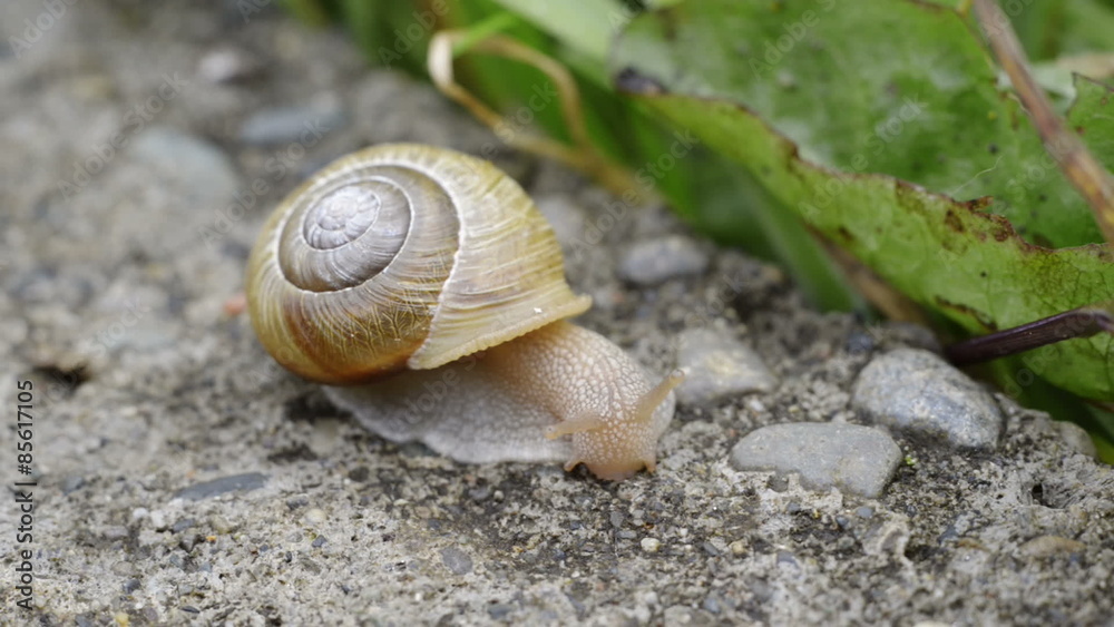 Snail moving its head and mouth around on pavement Snail moving its head and mouth around on pavement
