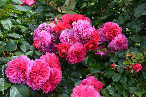 Fototapeta Naklejka Na Ścianę i Meble -  Rosier rose et rouge