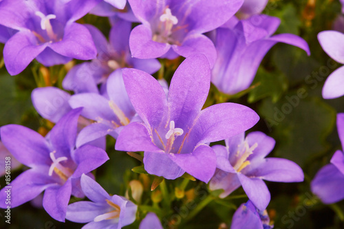 Flowers lilac bells