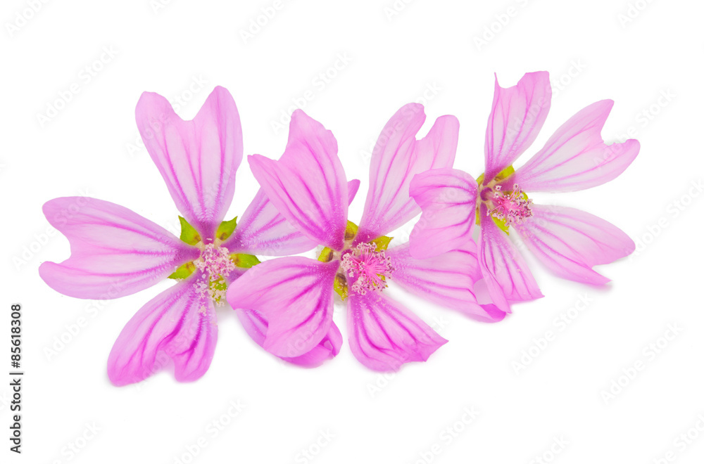 Beautiful spring flowers Beautiful spring flowers