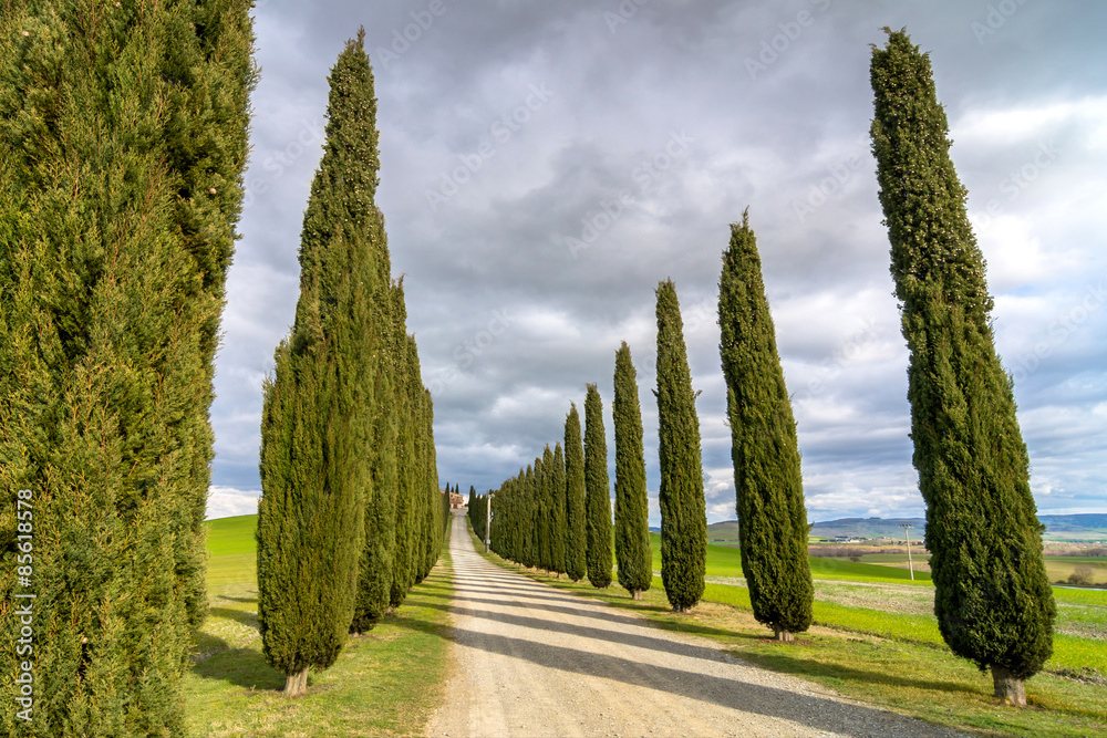 Idyllic Tuscan landscape with cypress alley near Pienza, Val d'Orcia, Italy