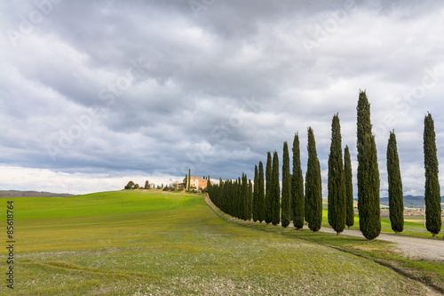 Idyllic Tuscan landscape with cypress alley near Pienza  Val d Orcia  Italy