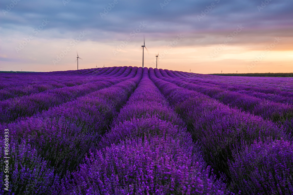 Fototapeta premium Meadow of lavender. Nature composition. Selective focus