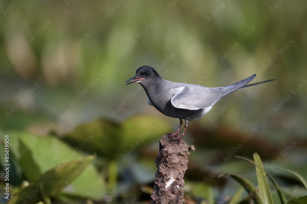 Fototapeta premium Black tern, Chlidonias niger