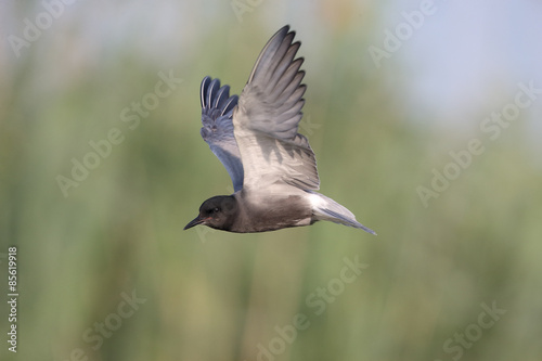 Black tern, Chlidonias niger © Erni