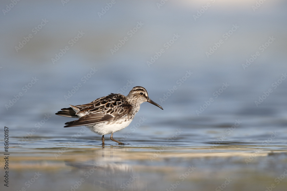 Broad-billed sandpiper, Limicola falcinellus Broad-billed sandpiper, Limicola falcinellus