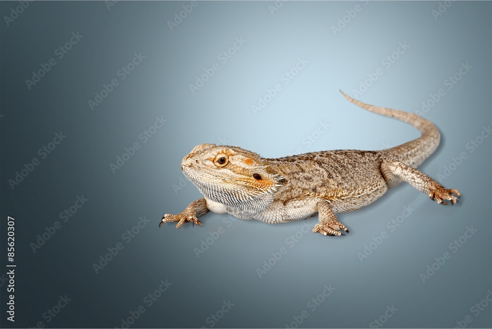 Naklejka premium Bearded Dragon, Lizard, Iguana.