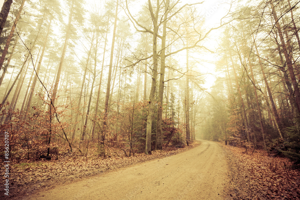Naklejka premium Pathway through the misty autumn forest