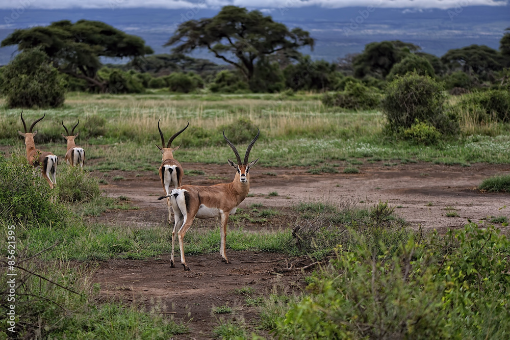 Naklejka premium Gazelle