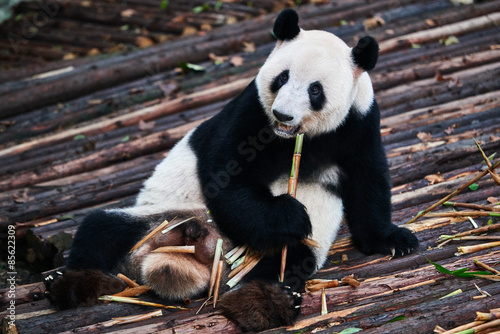 Fototapeta Naklejka Na Ścianę i Meble -  giant panda bear Sichuan China