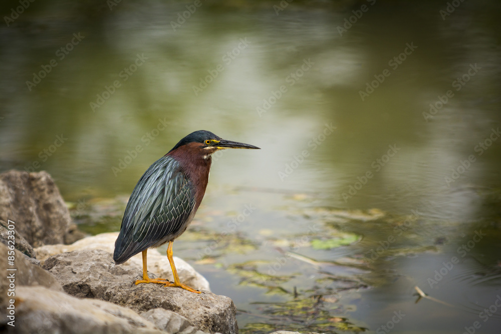 Green Heron Green Heron