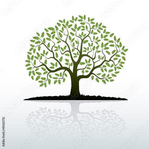 Color Oak Tree