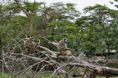 Monkey © ScubaDiver