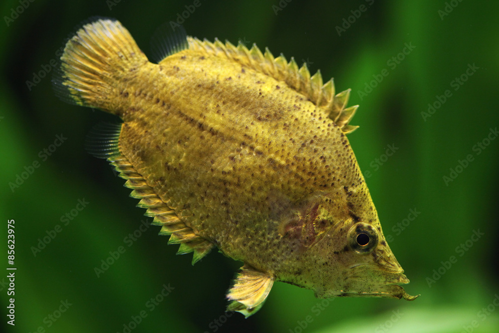 Naklejka premium Amazon leaf fish (Monocirrhus polyacanthus)