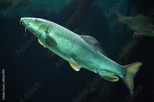Принти на полотні European barbel (Barbus barbus).