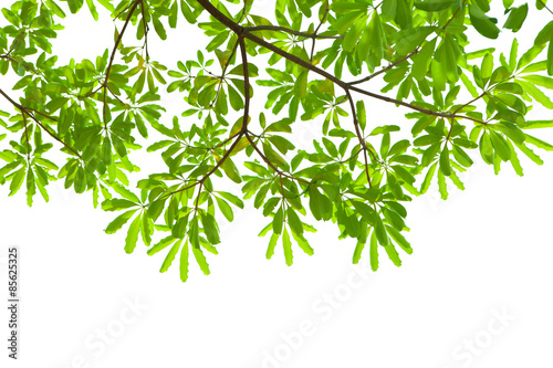 Leaves Background isolated