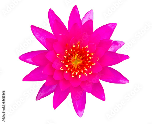 Pink water lily and red yellow pollen isolated