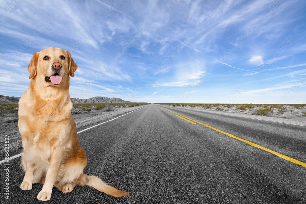 Dog, golden, white.