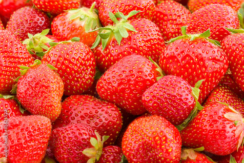 Pick Your Own Fresh Strawberries