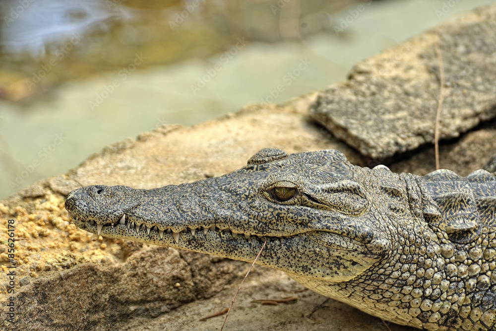 Fototapeta premium Alligator