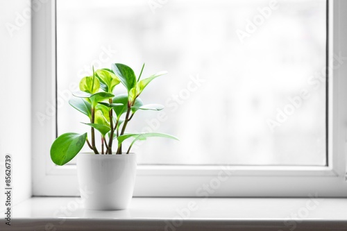 Slika na platnu Window, sill, clean.