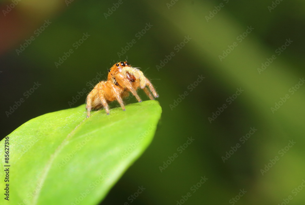 small jumping spider in the garden