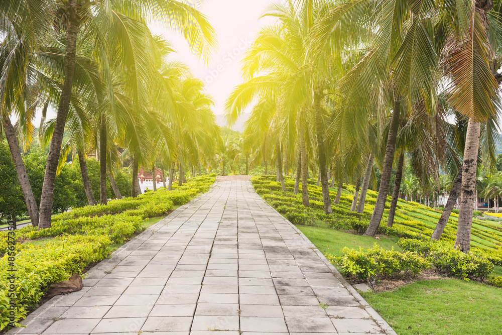 Fototapeta premium Concrete walkway with coconut trees