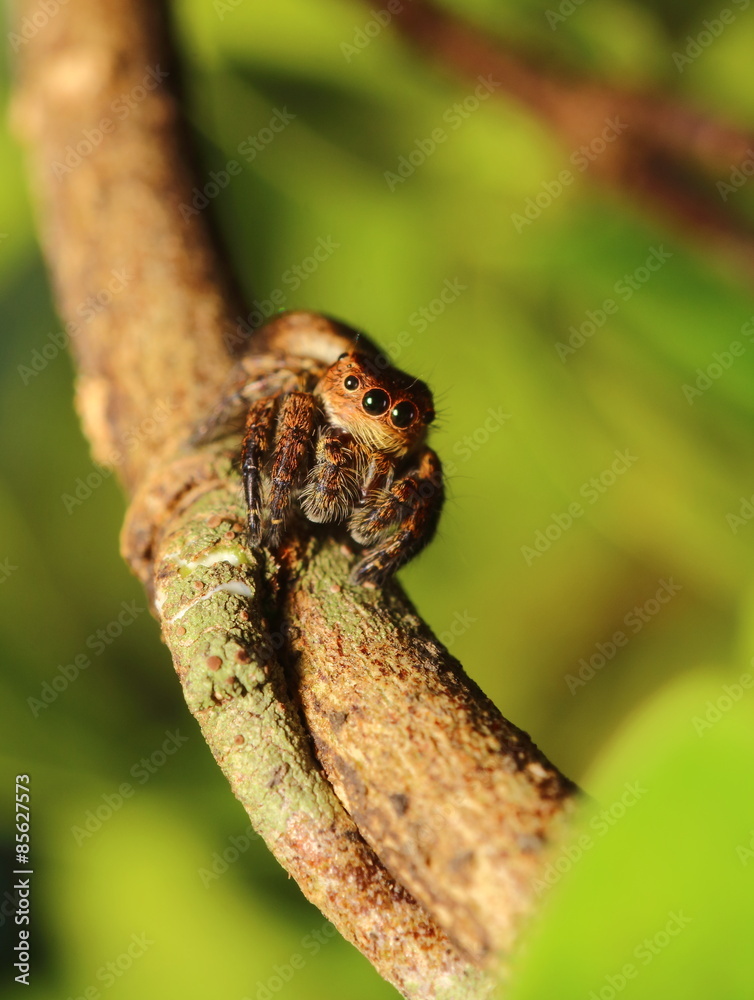 small jumping spider in the garden small jumping spider in the garden