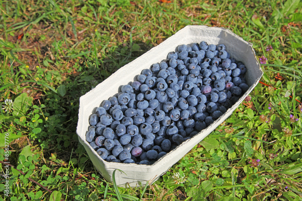 Reife und saftige Heidelbeeren Reife und saftige Heidelbeeren