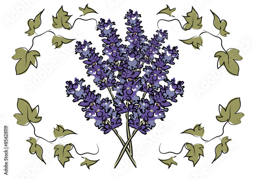 Lavender & Ivy