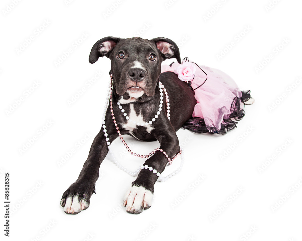 Cute Crossbreed Puppy Wearing Pink Cute Crossbreed Puppy Wearing Pink