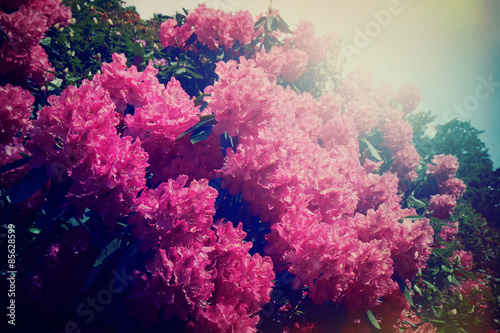 Spring Hydrangea