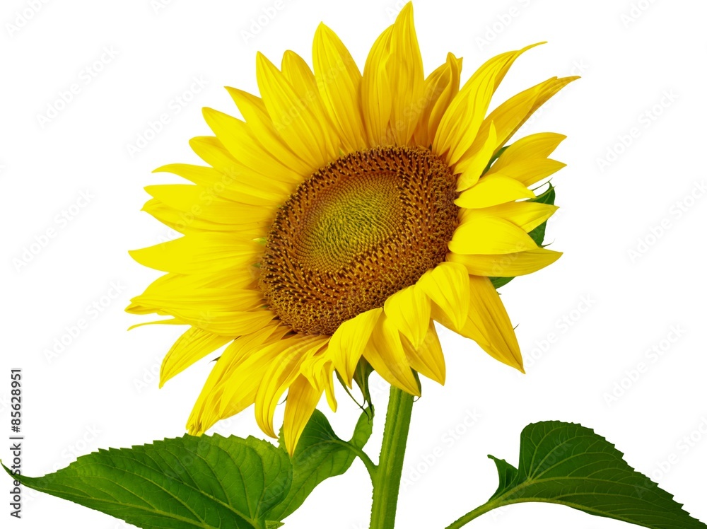 Obraz premium Sunflower, Sun, Single Flower.