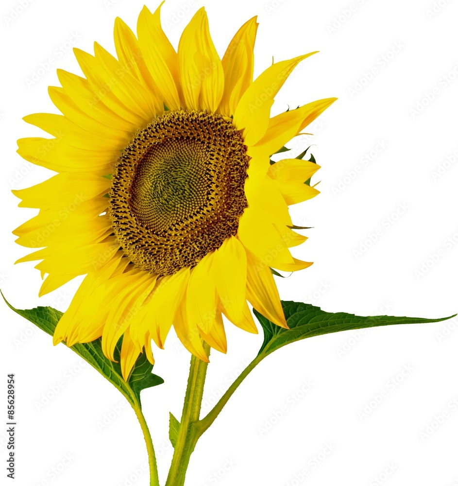 Obraz premium Sunflower, Flower, Single Flower.