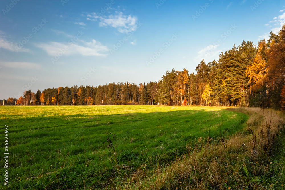 Sunny autumnal field