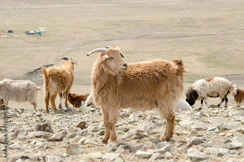 Fototapeta Naklejka Na Ścianę i Meble -  羊の放牧