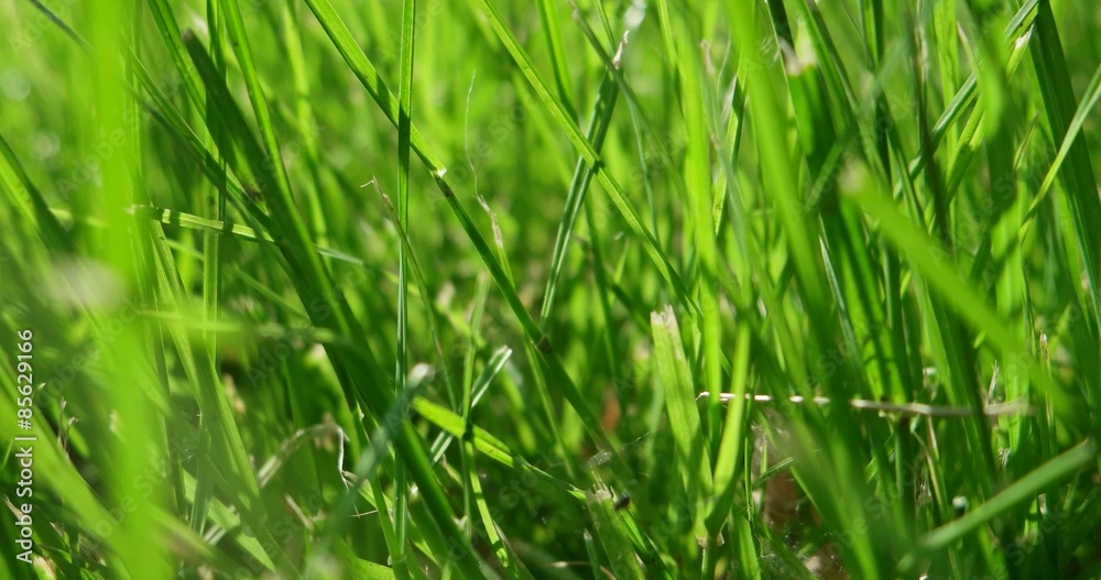 Fresh green grass background