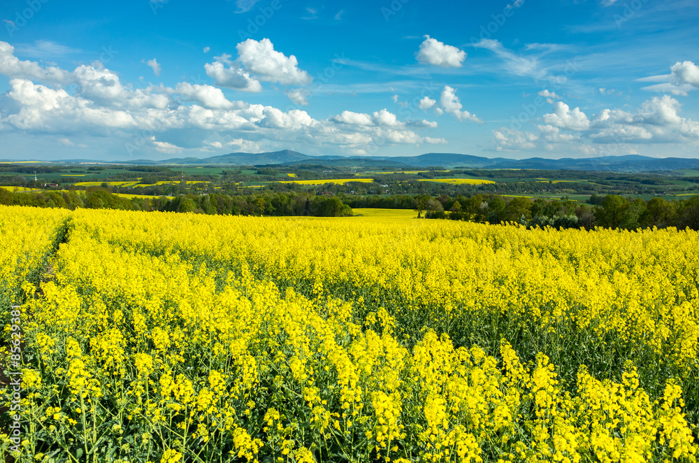 Obraz premium Colza field