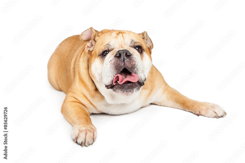 Funny Bulldog Sticking Tongue Out
